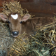 Baby Crouton!